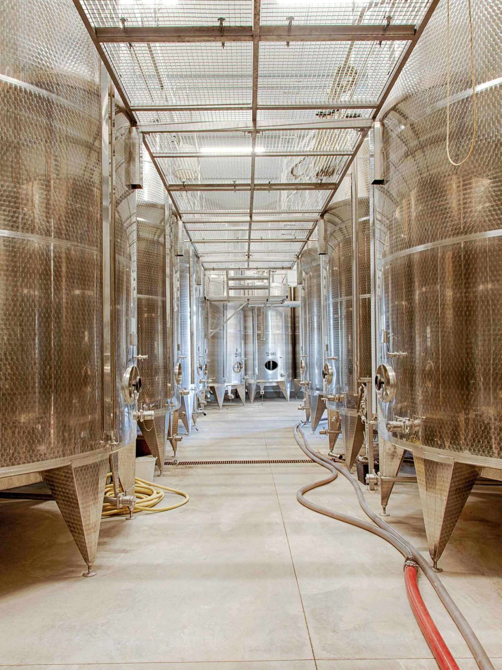 Négociants en vin dans le Languedoc Cépage de Méditerranée